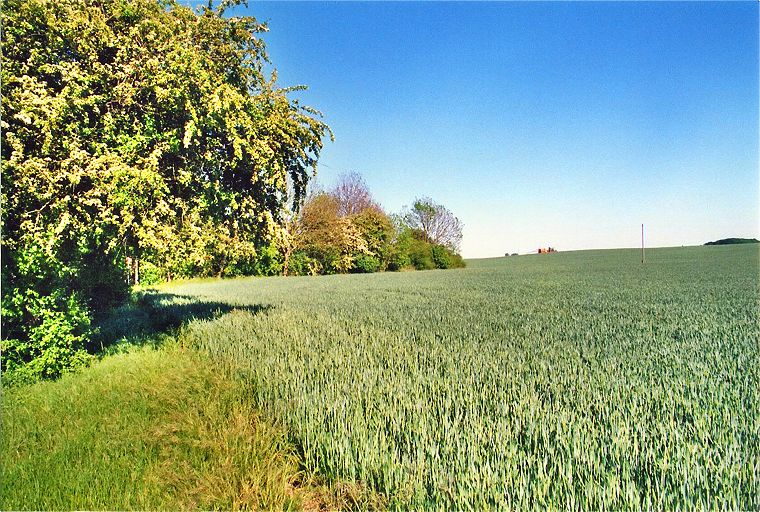 Augustenruher Landschaft - Landschaft in Mecklenburg-Vorpommern