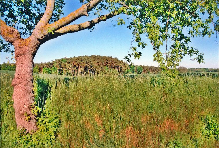 Landstraße - Landschaft in Mecklenburg-Vorpommern