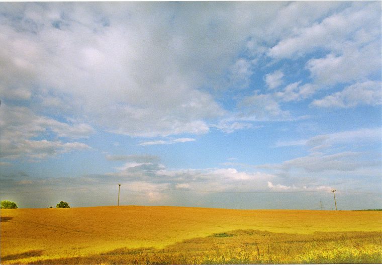 Weizenfelder  - Landschaften in Mecklenburg Vorpommern