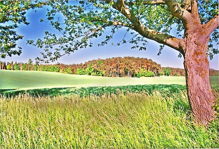 Baum und Landschaft - Mecklenburg-Vorpommern