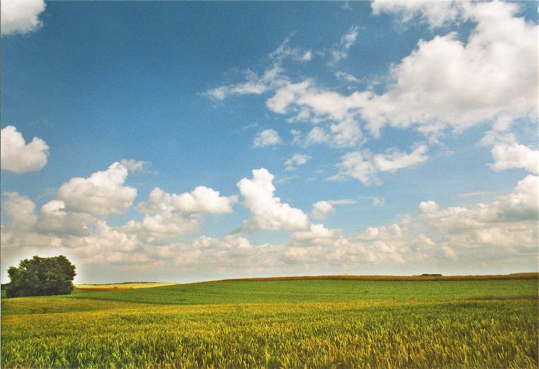 Weizenfelder in Mecklenburg Vorpommern