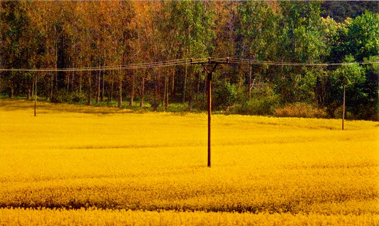 Rapsfeld - Landschaft in Mecklenburg-Vorpommern