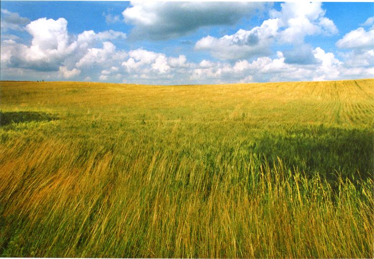 Weizenfelder - Mecklenburg-Vorpommern