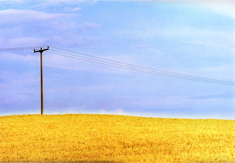 Weizenfelder - Landschaft in Mecklenburg-Vorpommern