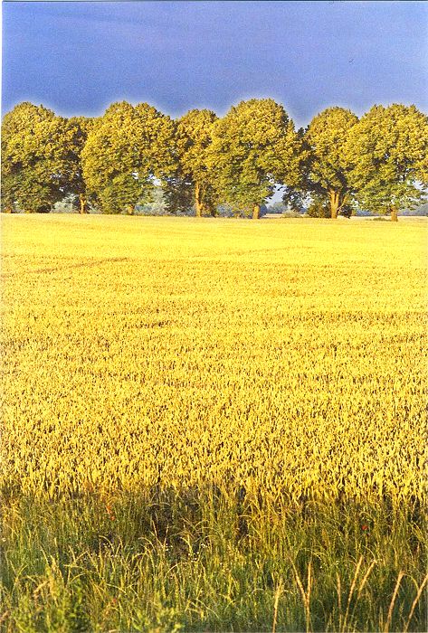 Weizenfeld und Allee - Landschaften in Mecklenburg Vorpommern