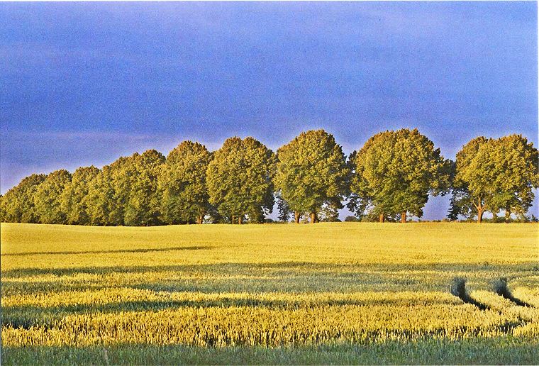 Weizenfeld und Allee - Landschaften in Mecklenburg Vorpommern