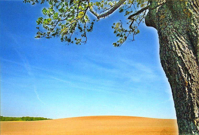 Baum und Acker - Landschaften in Mecklenburg Vorpommern