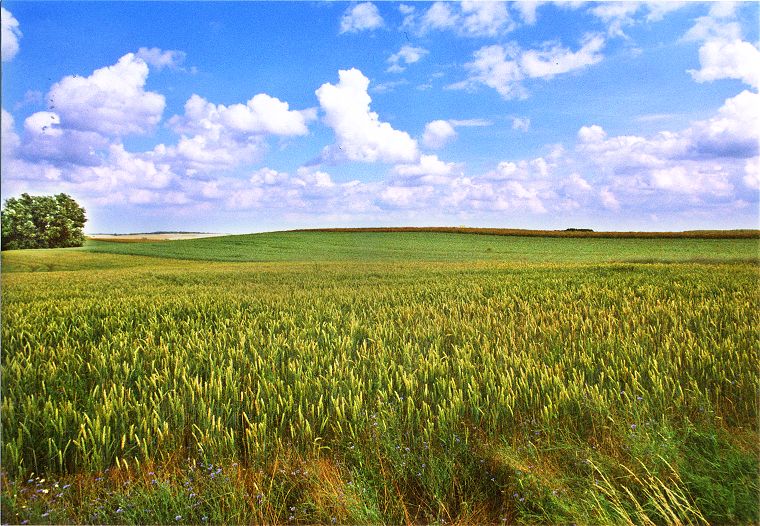 Weizenfelder in Mecklenburg Vorpommern