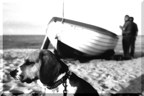 Beagle am Boot