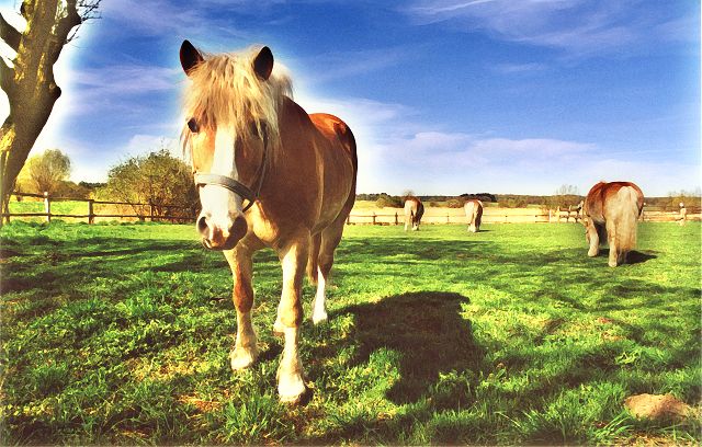 Haflinger Pferde