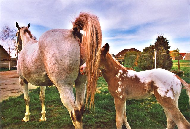 Stute und Fohlen