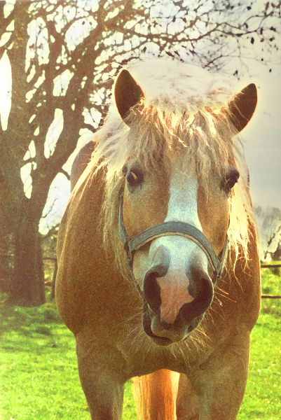 Haflinger Pferde