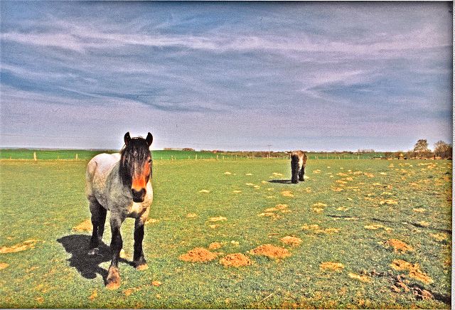 Haflinger Pferde