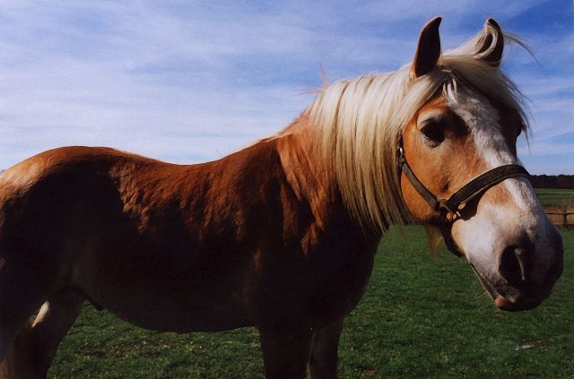 Haflinger Pferde