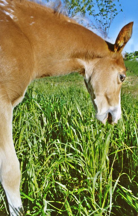 Haflinger - Schimmel - Fohlen - Pferde - Stuten - Hengste