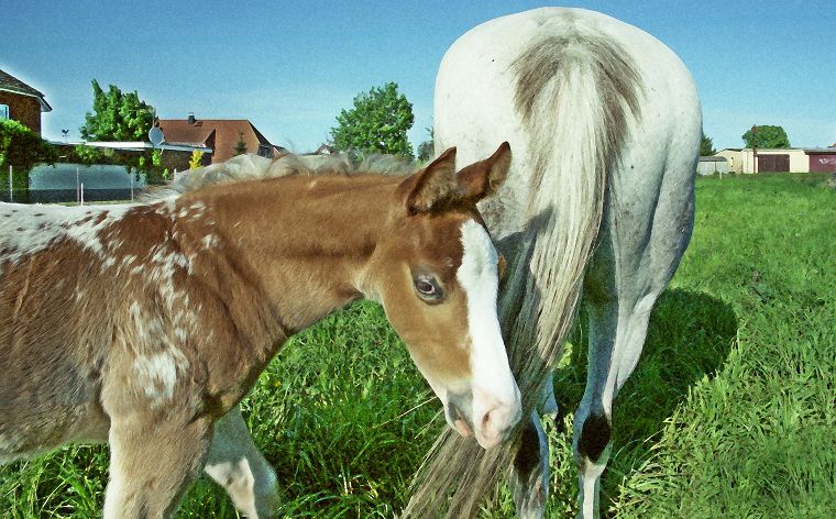 Haflinger - Schimmel - Fohlen - Pferde - Stuten - Hengste