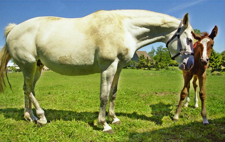 Haflinger - Schimmel - Fohlen - Pferde - Stuten - Hengste