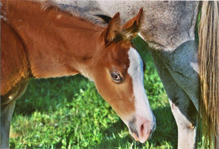 Haflinger - Schimmel - Fohlen - Pferde - Stuten - Hengste