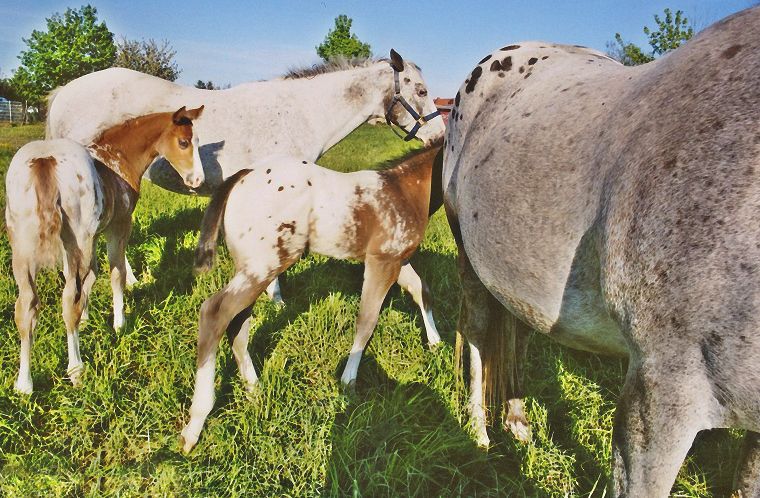 Haflinger - Schimmel - Fohlen - Pferde - Stuten - Hengste