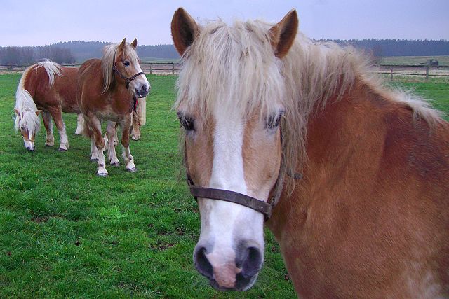 Haflinger - Schimmel - Fohlen - Pferde - Stuten - Hengste