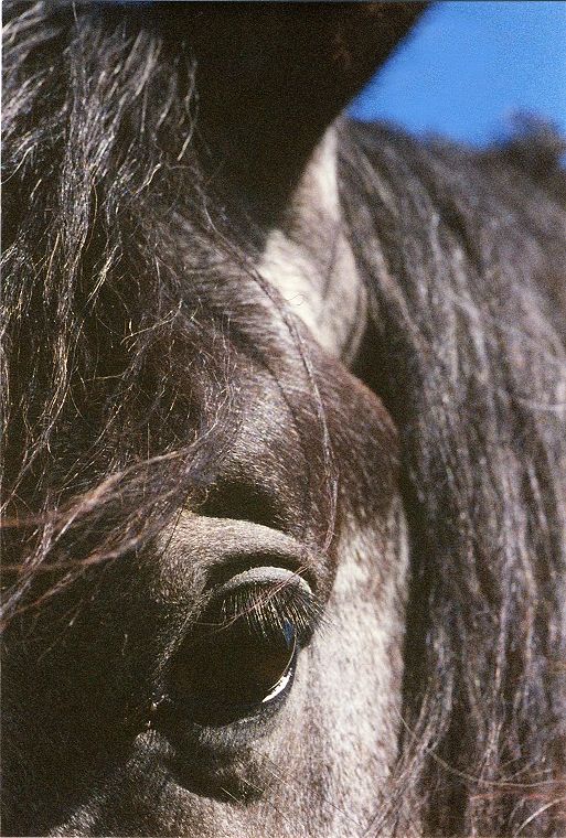 Schimmel - Appaloosa-Pferde - Fohlen - Pferde - Stuten - Hengste