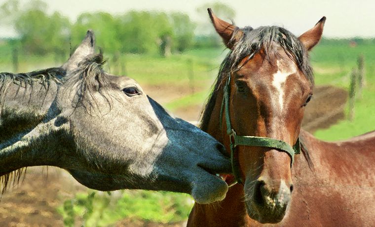 Schimmel - Appaloosa-Pferde - Fohlen - Pferde - Stuten - Hengste