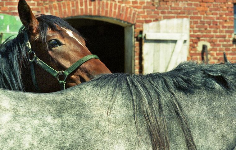 Schimmel - Appaloosa-Pferde - Fohlen - Pferde - Stuten - Hengste