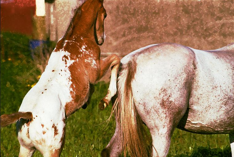 Schimmel - Appaloosa-Pferde - Fohlen - Pferde - Stuten - Hengste