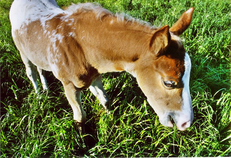 Schimmel - Appaloosa-Pferde - Fohlen - Pferde - Stuten - Hengste