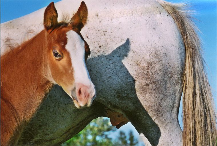 Schimmel - Appaloosa-Pferde - Fohlen - Pferde - Stuten - Hengste