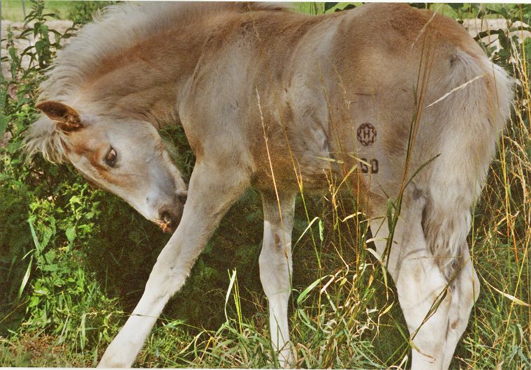 Schimmel - Appaloosa-Pferde - Fohlen - Pferde - Stuten - Hengste