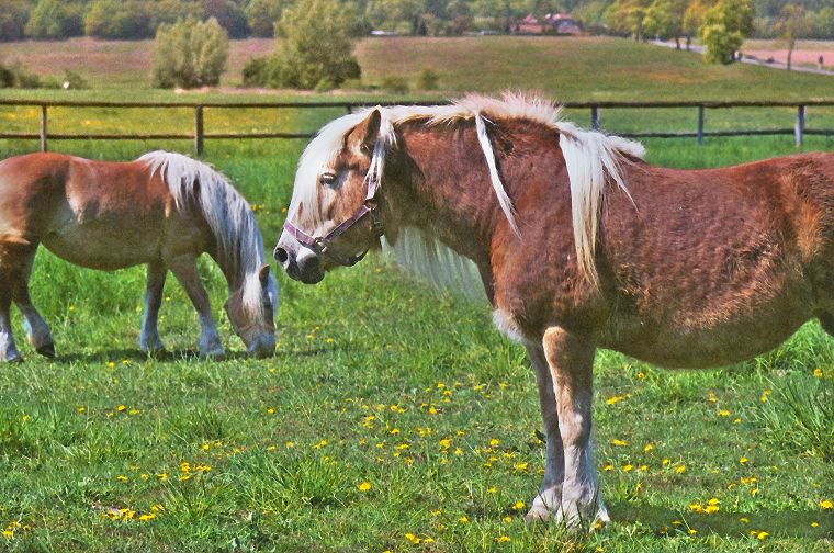 Stute und Fohlen