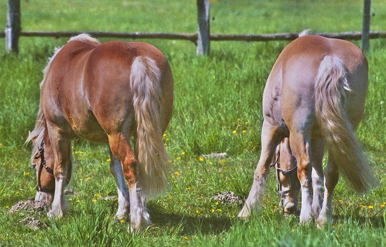 Schimmel - Appaloosa-Pferde - Fohlen - Pferde - Stuten - Hengste