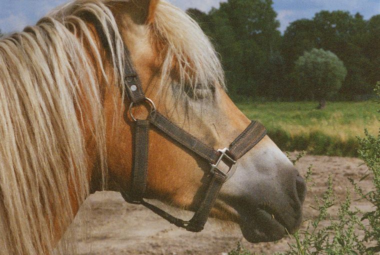 Schimmel - Appaloosa-Pferde - Fohlen - Pferde - Stuten - Hengste