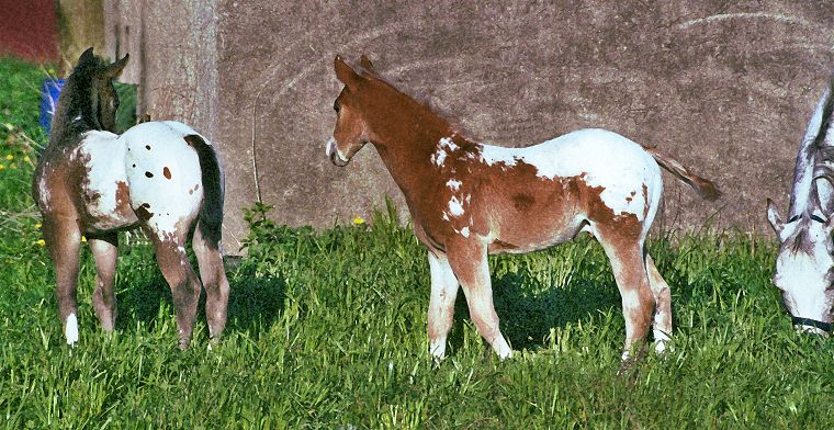 Schimmel - Appaloosa-Pferde - Fohlen - Pferde - Stuten - Hengste