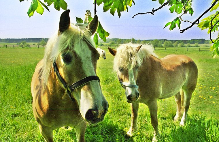 Schimmel - Appaloosa-Pferde - Fohlen - Pferde - Stuten - Hengste