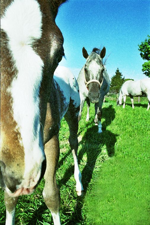 Schimmel - Appaloosa-Pferde - Fohlen - Pferde - Stuten - Hengste