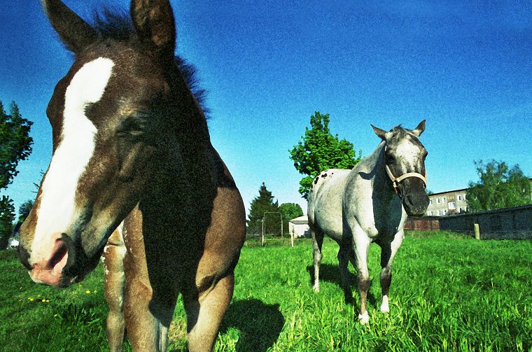 Schimmel - Appaloosa-Pferde - Fohlen - Pferde - Stuten - Hengste