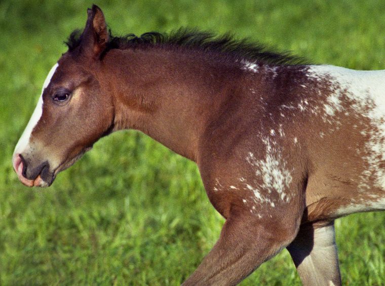 Schimmel - Appaloosa-Pferde - Fohlen - Pferde - Stuten - Hengste