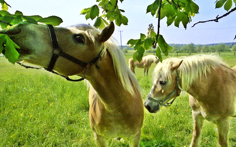 Schimmel - Appaloosa-Pferde - Fohlen - Pferde - Stuten - Hengste