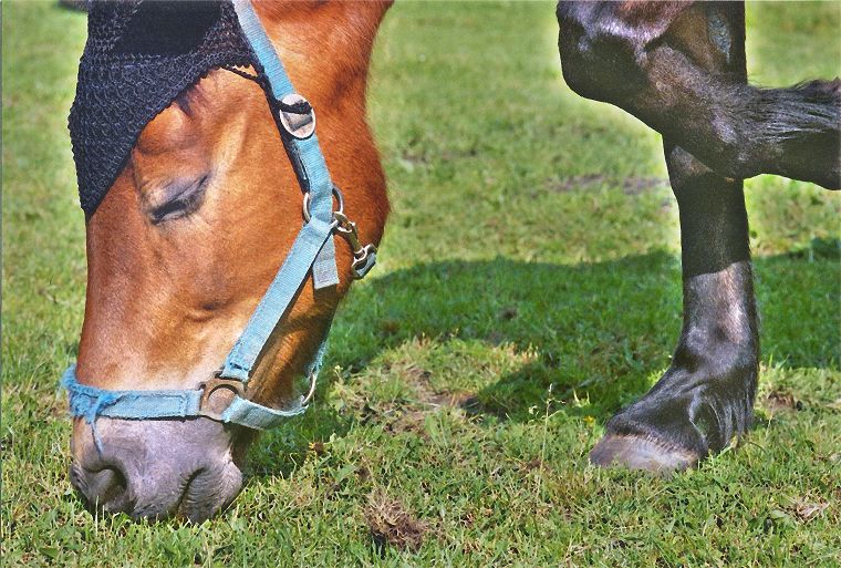 Schimmel - Appaloosa-Pferde - Fohlen - Pferde - Stuten - Hengste