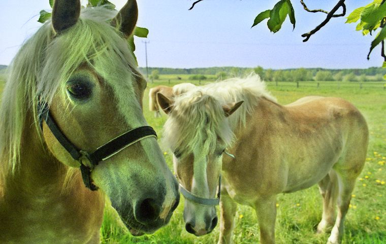 Schimmel - Appaloosa-Pferde - Fohlen - Pferde - Stuten - Hengste