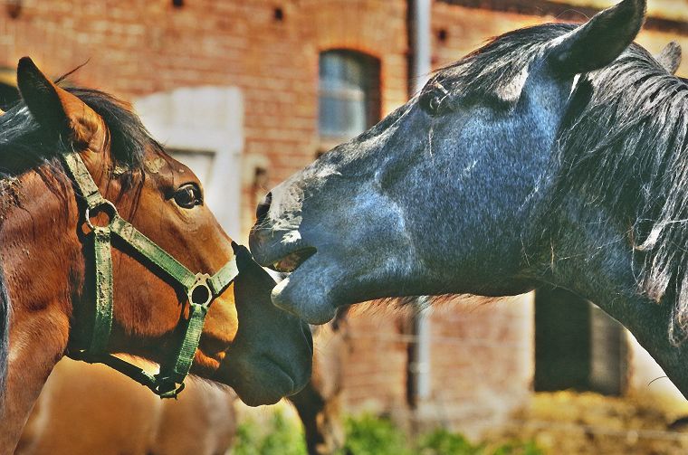 Haflinger - Fohlen - Pferde - Stuten - Hengste