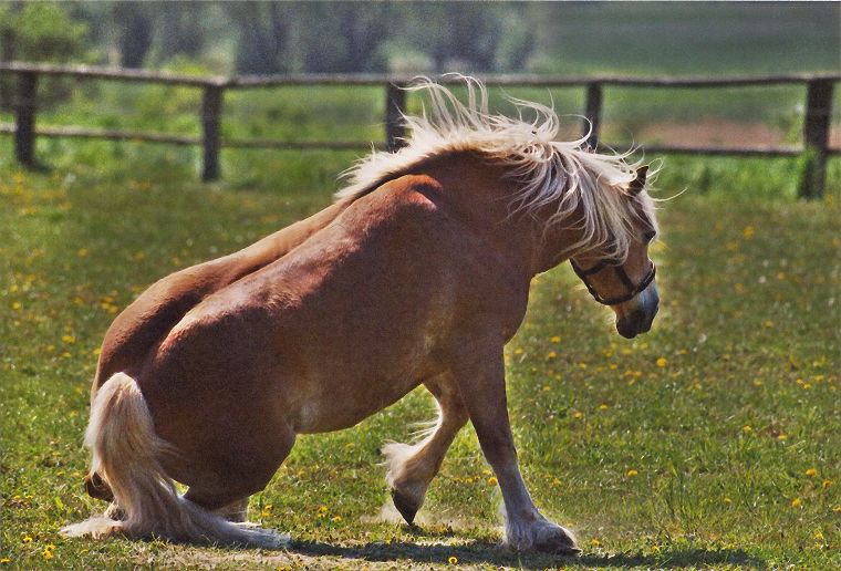 Haflinger - Fohlen - Pferde - Stuten - Hengste