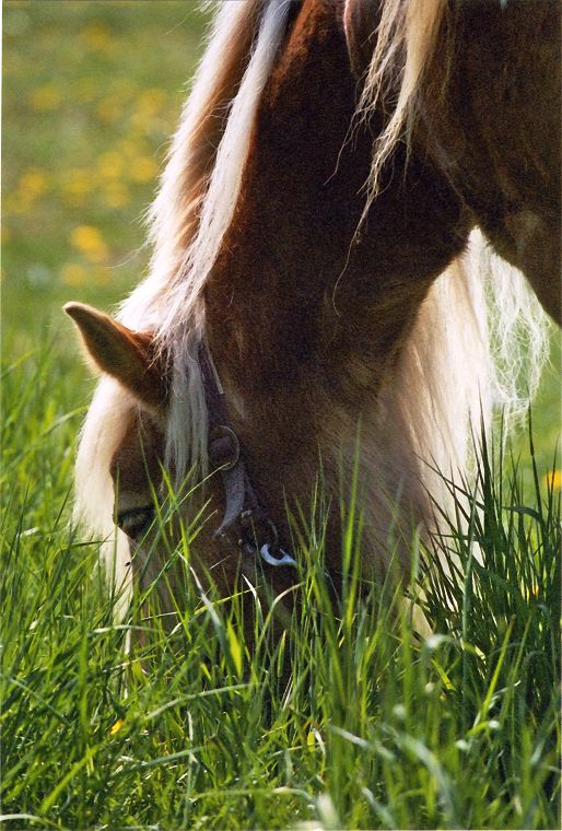 Schimmel - Appaloosa-Pferde - Fohlen - Pferde - Stuten - Hengste