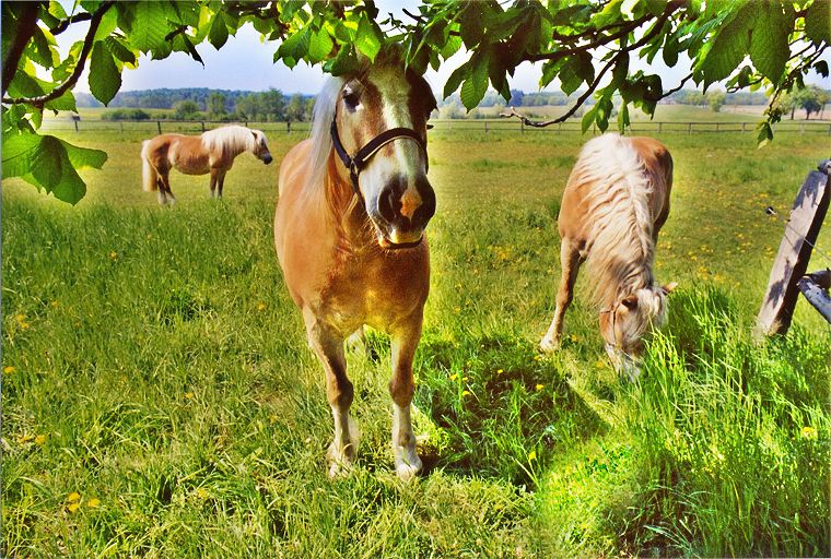 Schimmel - Appaloosa-Pferde - Fohlen - Pferde - Stuten - Hengste