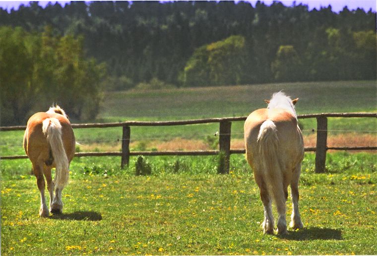 Schimmel - Appaloosa-Pferde - Fohlen - Pferde - Stuten - Hengste