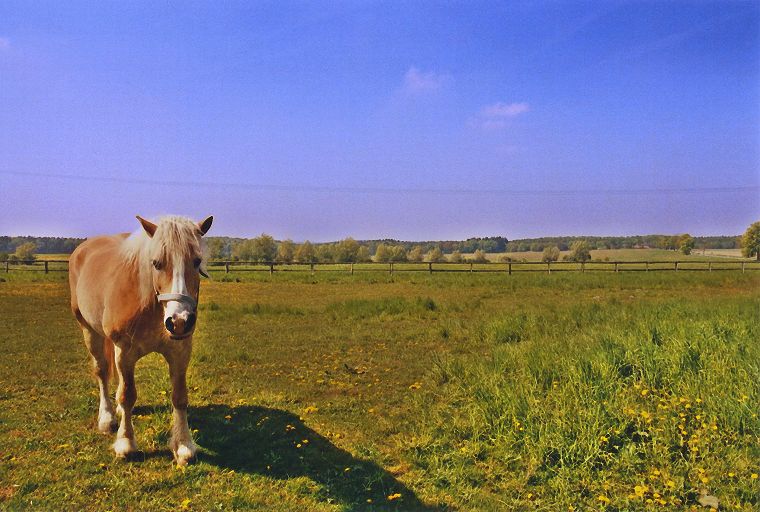 Haflinger - Fohlen - Pferde - Stuten - Hengste