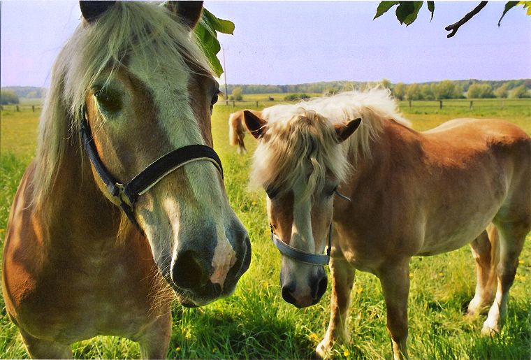 Haflinger - Schimmel - Appaloosa-Pferde - Fohlen - Pferde - Stuten - Hengste