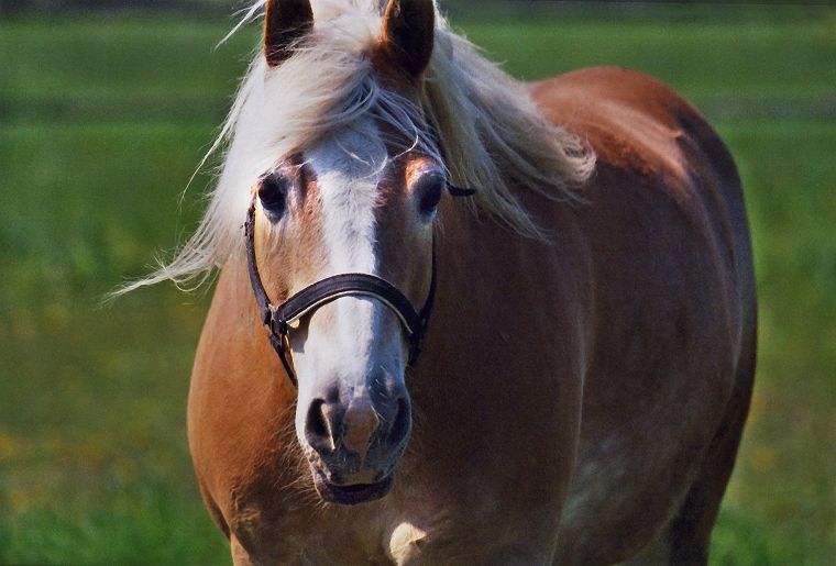 Haflinger - Stute und Fohlen